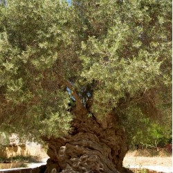 Charisma BIO 1,5l (prix TTC)